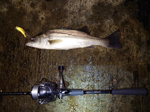 セイゴ（マルスズキ）の釣果