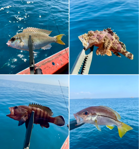 オニオコゼの釣果