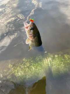 ニジマスの釣果