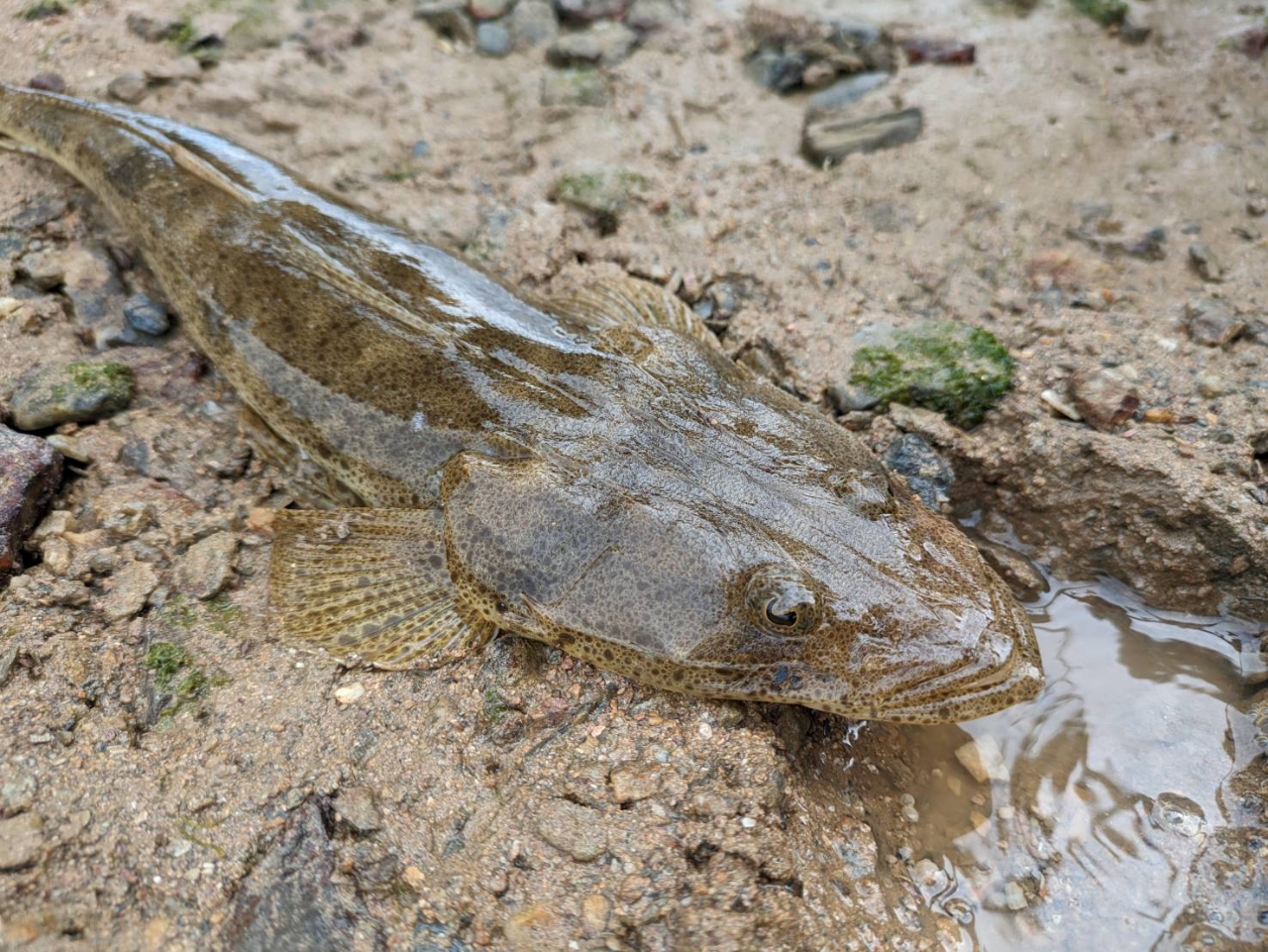 ミナミマゴチ