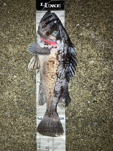 クロソイの釣果