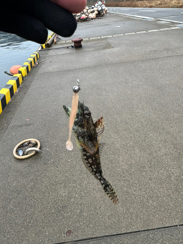 アナハゼの釣果