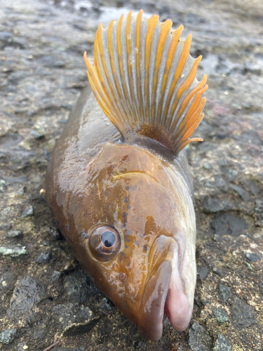 アイナメの釣果