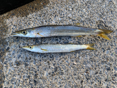 カマスの釣果