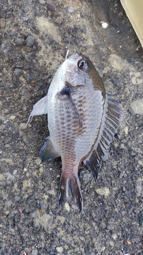 スズメダイの釣果