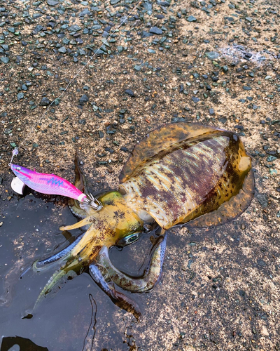 アオリイカの釣果