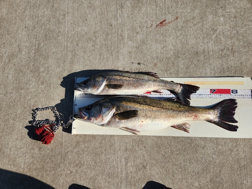 スズキの釣果