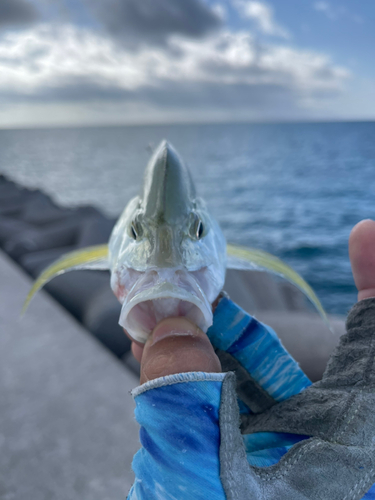 オニヒラアジの釣果