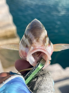 ミナベヒメジの釣果