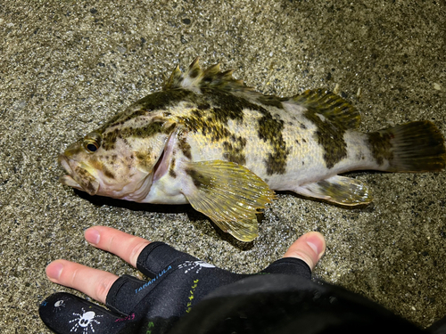 ベッコウゾイの釣果