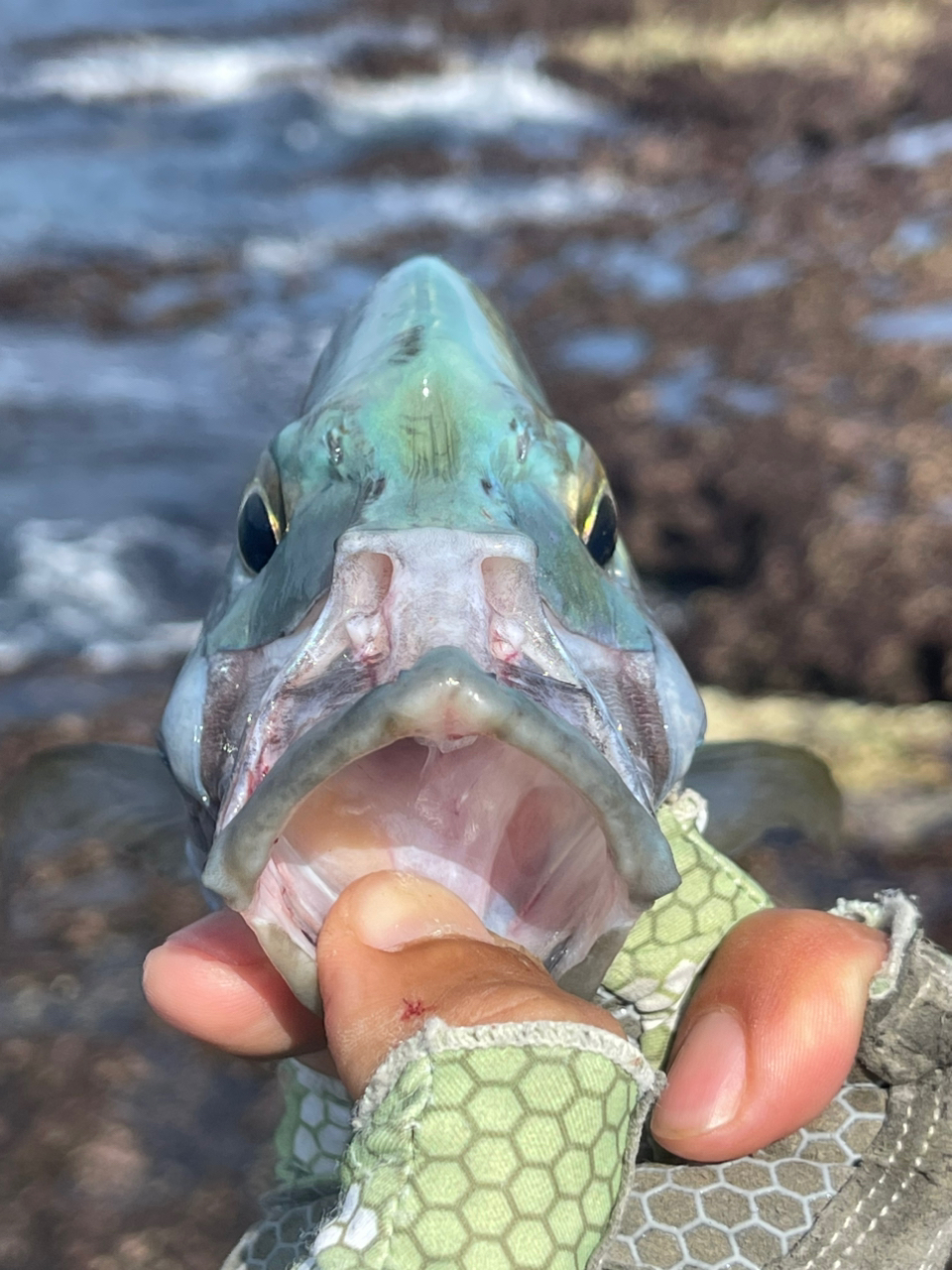 ナンヨウカイワリ