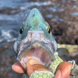 ナンヨウカイワリ