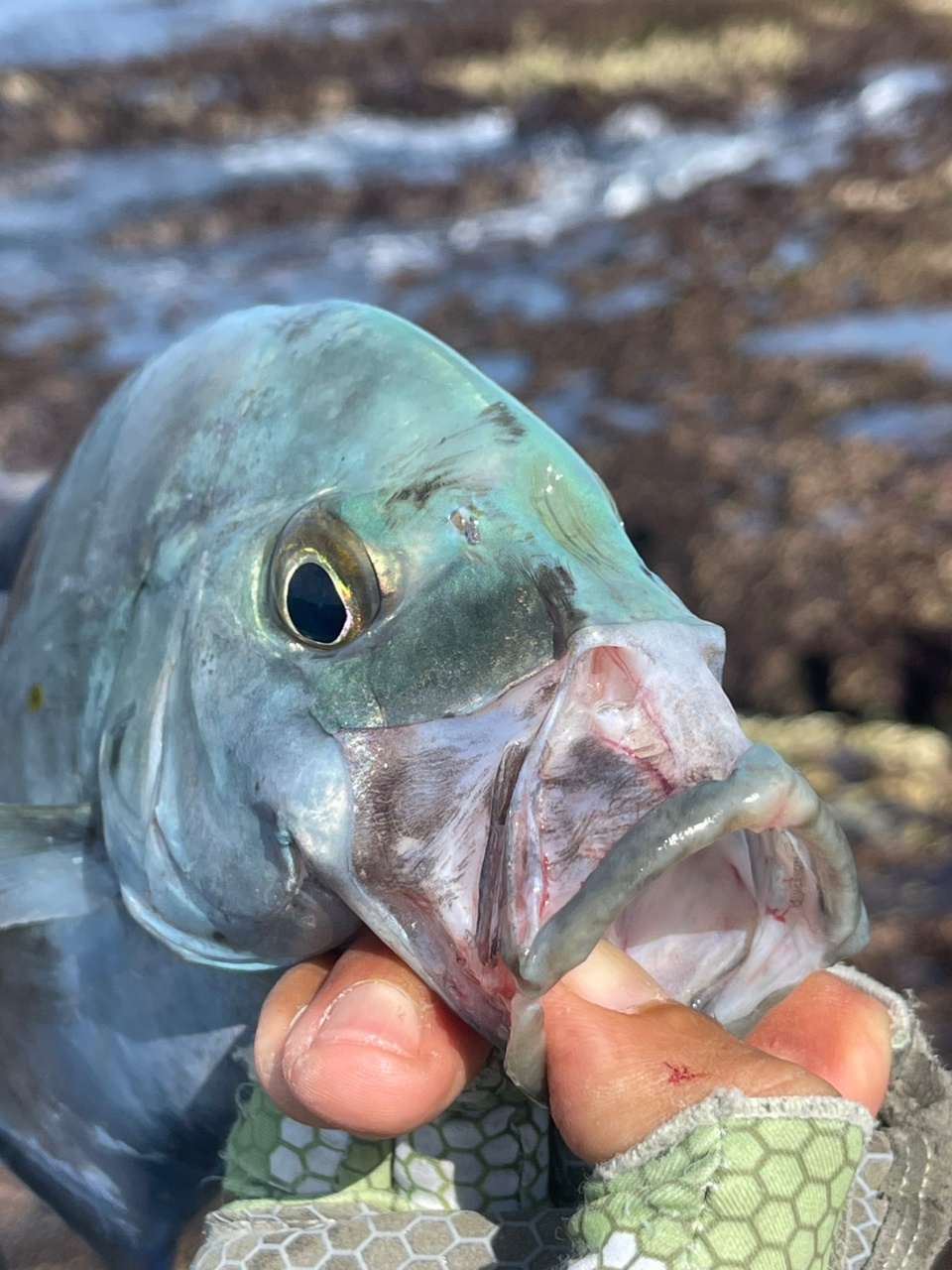 ナンヨウカイワリ