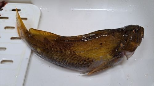 アイナメの釣果