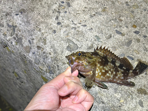 カサゴの釣果