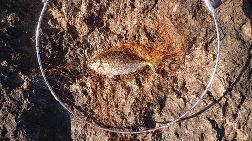 アイゴの釣果