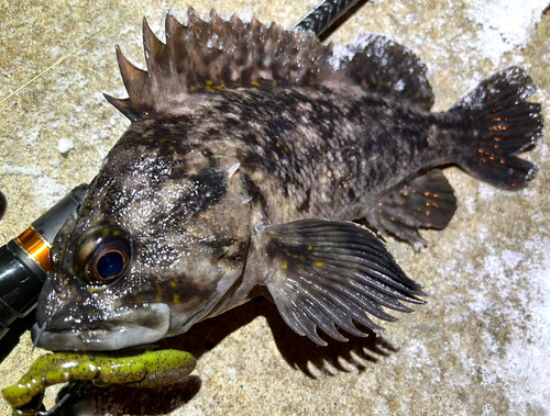 ハチガラの釣果