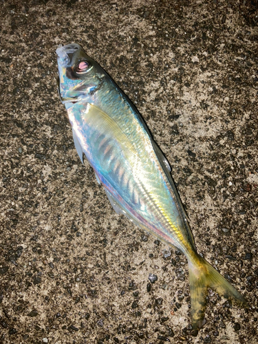 マアジの釣果