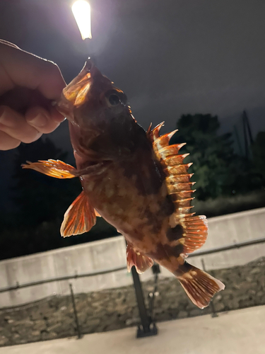 カサゴの釣果