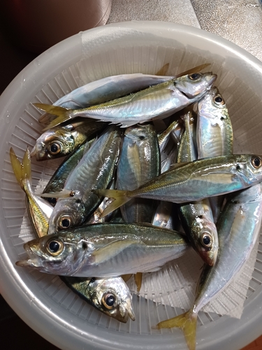 アジの釣果