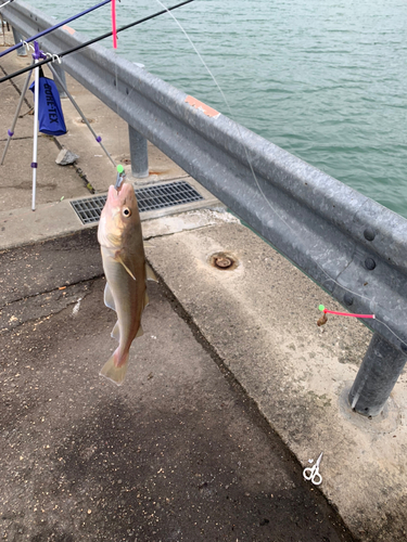 コマイの釣果