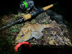 エゾメバルの釣果