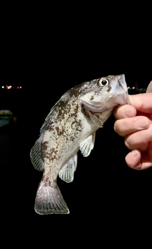 クロソイの釣果