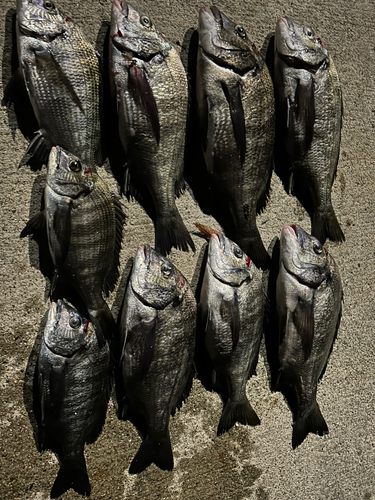 チヌの釣果