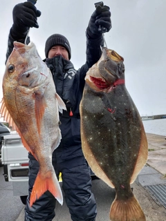 マダイの釣果