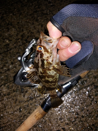 タケノコメバルの釣果