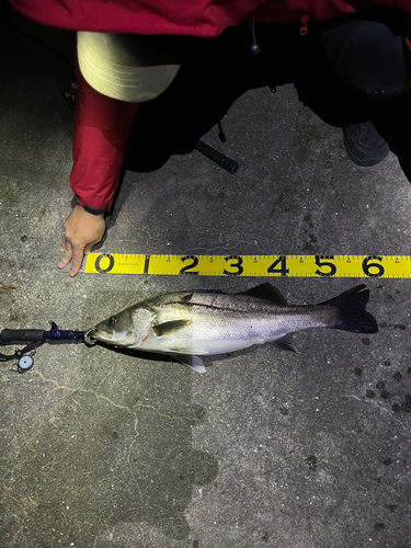 シーバスの釣果