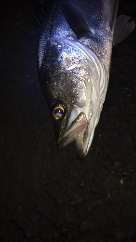 スズキの釣果