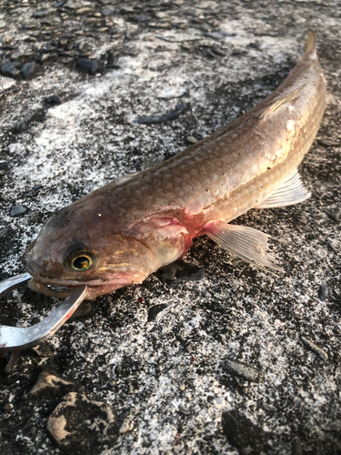 エソの釣果