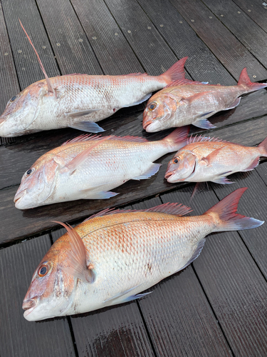 マダイの釣果