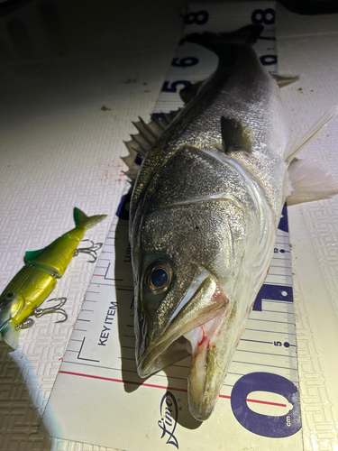 シーバスの釣果