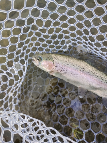 ニジマスの釣果