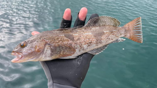 アイナメの釣果