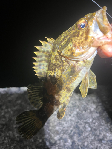 タケノコメバルの釣果