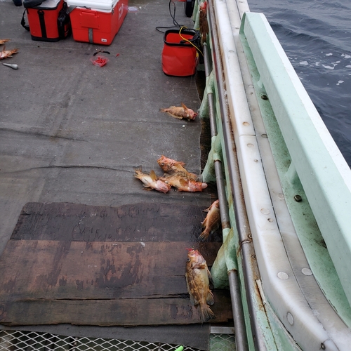 スケトウダラの釣果