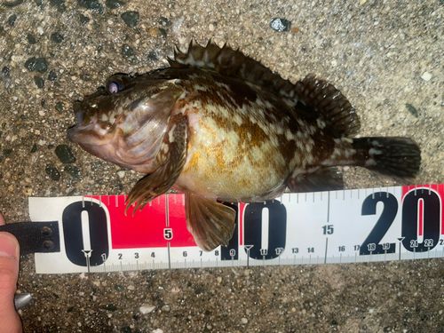 カサゴの釣果