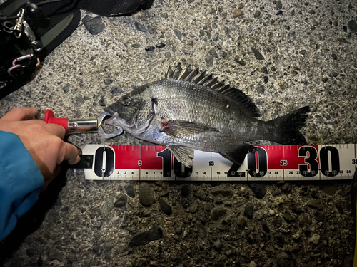 クロダイの釣果