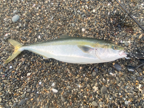 ワラサの釣果