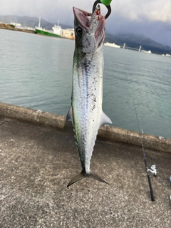 サゴシの釣果