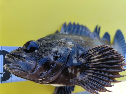 ムラソイの釣果