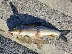 ニゴイの釣果