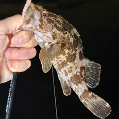 タケノコメバルの釣果