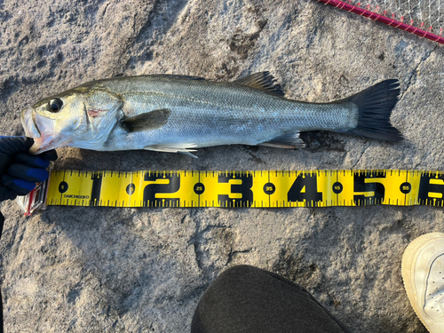 シーバスの釣果