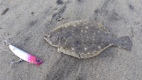 ソゲの釣果