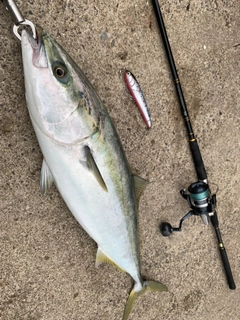 ブリの釣果