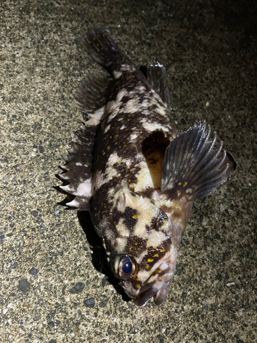 オウゴンムラソイの釣果